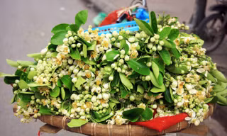 Xốn xang dạo ‘phố hoa bưởi’ giữa Thủ đô