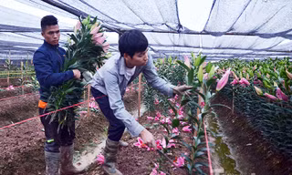 Người dân Tây Tựu 'khóc ròng' vì hoa ly nở trước Tết