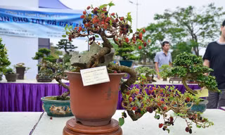 Hàng ngàn cây bonsai đẹp mắt được trưng bày tại Festival Sinh vật cảnh Thủ đô lần I.