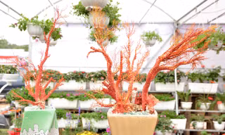 Những chậu san hô đỏ 'độc đáo' có giá từ 1,5-3,5 triệu đồng bày bán trong dịp Tết Bính Thân.