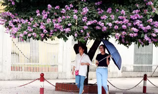 Tháng 5 hạ về, trên những con phố của Thủ đô lại được nhuộm tím màu hoa bằng lăng.