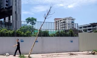 Ghi nhận của phóng viên có khoảng 40 cây xanh trồng trên tuyến đường Trần Bình, Nguyễn Hoàng đã bị chết khô và không có bóng mát.
