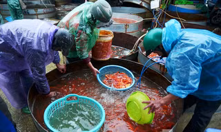 Chợ cá Yên Sở (Hoàng Mai, Hà Nội) là một trong những chợ cá đầu mối lớn nhất tại Hà Nội hiện nay. 