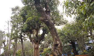 Khu chợ buôn cây nổi tiếng khắp cả nước với hàng trăm loại cây khác nhau.