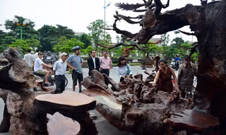 Ngắm bộ bàn ghế gỗ lũa 'siêu độc' giá nửa tỷ đồng