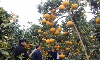 Nhiều người trồng bưởi ở huyện Lục Ngạn năm nay được mùa được giá
