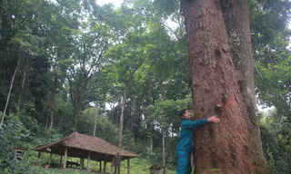 Khu rừng lim ở tỉnh Bắc Giang với nhiều cây lim có tuổi đời hàng trăm năm