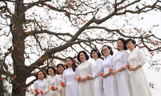 Cây gạo Lãng Sơn thu hút đông đảo du khách đến tham quan
