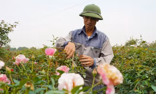 Người dân vùng trồng hoa Mê Linh tất bật vào vụ Tết Nguyên đán