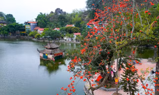 Ngắm hoa gạo đỏ rực bên ngôi chùa nghìn năm tuổi ở Hà Nội