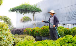 Làng cây cảnh lớn nhất miền Bắc 'làm lại từ đầu' sau bão số 3