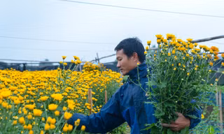 Làng hoa lâu đời nhất miền Bắc tất bật chuẩn bị vào vụ Tết