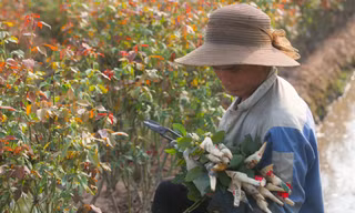 Nông dân làng hoa Mê Linh mất mùa 20/10, 'mót' từng bông hồng để bán