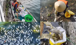 Cá chết hàng loạt ở Hồ Tây, công nhân môi trường nỗ lực dọn dẹp
