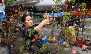 Đào, quất xuống phố mang không khí Tết đến sớm với người dân Thủ đô