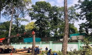 Nhiều cổ thụ trên đường phố TPHCM bị đốn, vì sao?