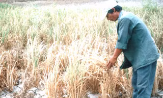 Diện tích đất nông nghiệp hạn hán ở Gia Lai không ngừng gia tăng