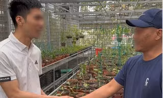 Lao vào 'cơn sốt' lan đột biến, nhiều người khuynh gia bại sản thế nào? 