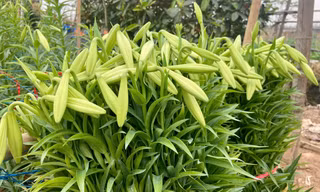 Hà Nội vào mùa hoa loa kèn 