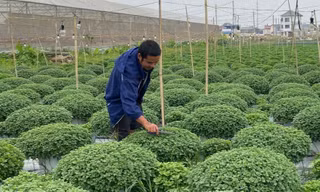 Niềm vui, nỗi buồn ở làng hoa lớn nhất Ninh Bình trước vụ Tết 