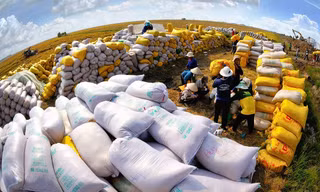 Philippines là thị trường xuất khẩu gạo số 1 của Việt Nam