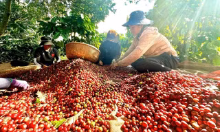 Việt Nam có cà phê đặc sản, giá cao gấp đôi mặt bằng thế giới 