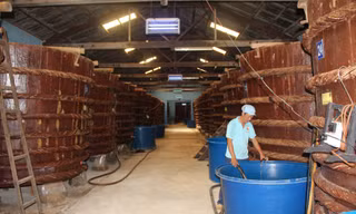 Sản xuất nước mắm của Hậu Giang tăng hơn 700%