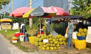 Cám cảnh 'trái cây vua': Tiểu thương thờ ơ, người trồng mỏi mòn chờ khách