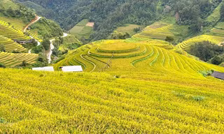  Rực rỡ Mù Cang Chải mùa lúa chín