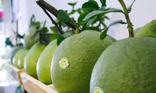 Lô bưởi Việt Nam đầu tiên sắp xuất khẩu sang Mỹ