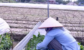 'Vựa rau' lớn nhất Hà Nội xác xơ sau bão