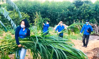 Thanh niên chăm gia súc, gia cầm giúp người dân yên tâm cách ly chống dịch