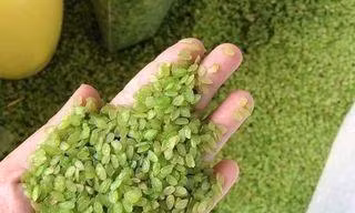 Mất giá một nửa, cốm nếp nương đầu mùa rẻ chưa từng có