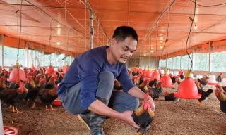 Cặp vợ chồng trẻ kiếm tiền tỷ trên vùng đất khó nhờ 'lối đi riêng'