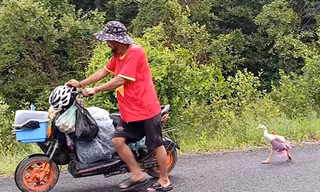 Chú ngỗng cực khôn cùng chủ đi bộ xuyên Việt, được trả ngàn đô cũng không bán