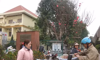 Đào và quất hôm nay giá "giảm nhiệt"