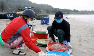 Ngư dân Đà Nẵng nhộn nhịp vào mùa 'xúc' lộc biển