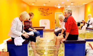 Các chuyên gia sức khỏe cảnh báo rằng massage bằng cá hoặc lươn đều có thể sẽ lan truyền bệnh dịch như HIV và Viên gan C