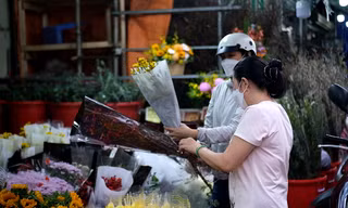 Giá hoa hồng Đà Lạt tăng kỷ lục trước ngày Valentine