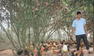 Ngày hội gà Yên Thế ở Hà Nội