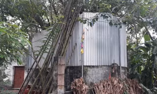 Cả làng quây tôn, dựng chốt bảo vệ cây sưa 22 tỷ ở Vĩnh Phúc