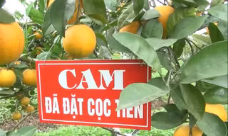 Cam 'tiến Vua' 100 ngàn/quả: Khắp Thành Vinh có tiền mua không nổi
