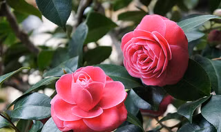 10 loại hoa tươi được yêu thích nhất Tết 2019