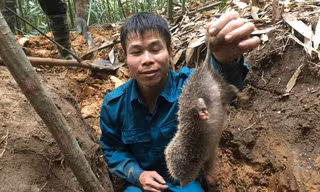 Kỳ thú chuyện săn lùng loài chuột khổng lồ trong rừng tây Yên Tử