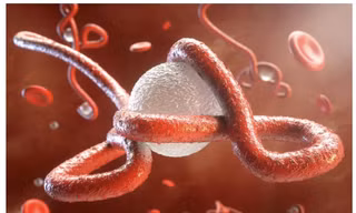 Virus Ebola lại bùng phát trở lại tại châu Phi,