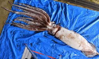 Loài mực khổng lồ có thể dài tới 30cm.