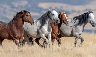 Những chú ngựa mustang hoang dã ở Mỹ có nguồn gốc từ Tây Ban Nha.