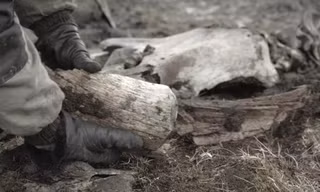 Bộ xương voi ma mút được khai quật tại Siberia mùa hè này cho thấy bằng chứng về con người thời kỳ đồ đá.