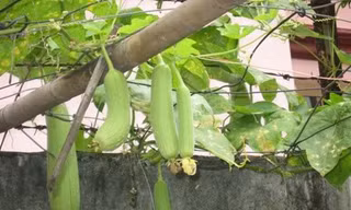 Ăn mướp chống ung thư