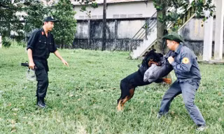 Cận cảnh huấn luyện chó nghiệp vụ
